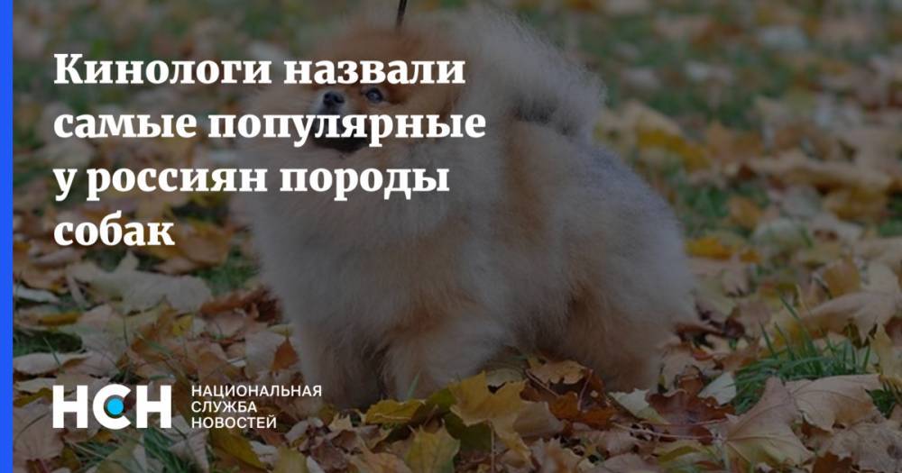 Кинологи назвали самые популярные у россиян породы собак