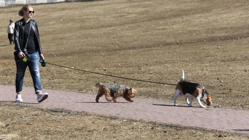 Московские ветеринары рассказали о правилах содержания собак