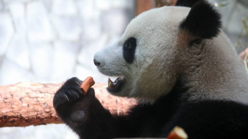 В России панды из Китая не расстаются с едой - видео