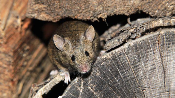 Первую в Испании да и во всей Европе «перепись» крыс провели в городе Барселоне