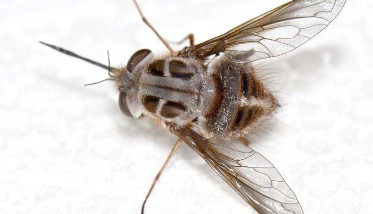 Новый вид мух назвали в честь Короля Ночи