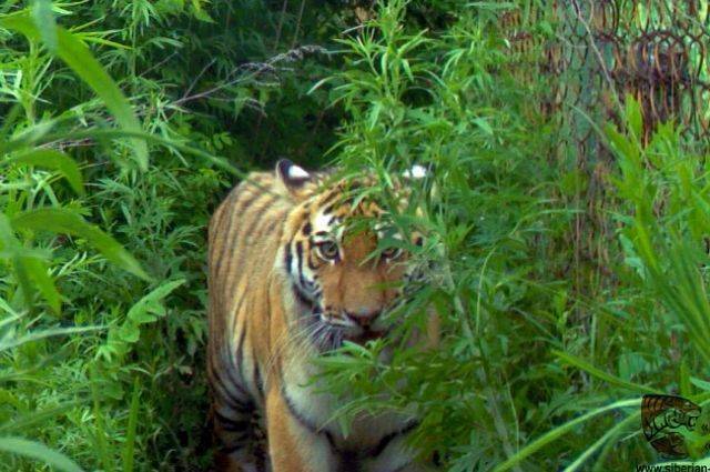 В Оренбургском зоопарке тигрица ранила мужчину за попытку украсть тигренка