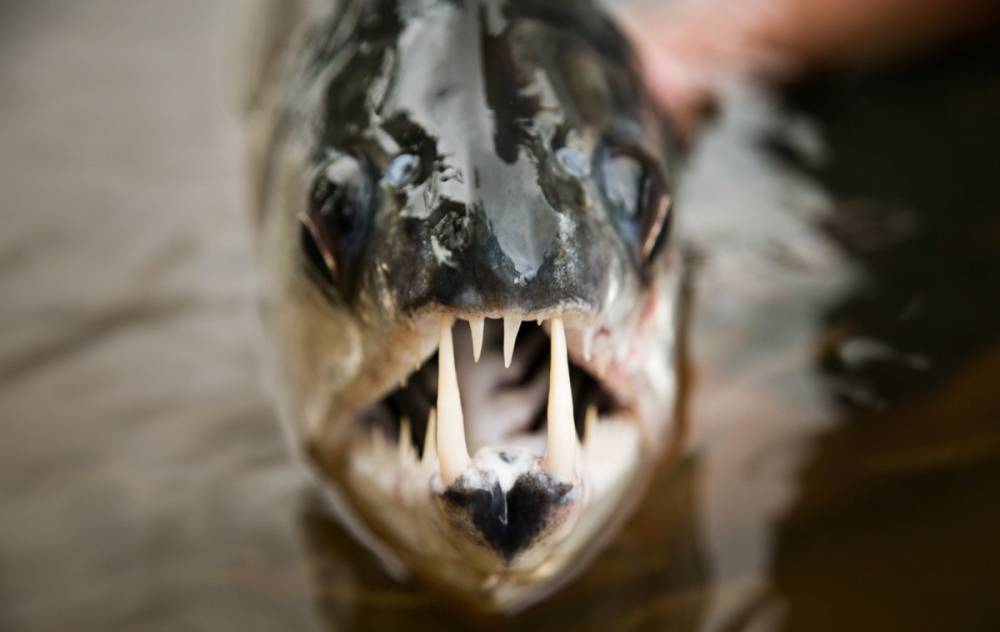 "Зубы сильнее и острее, чем у акулы": ученые рассказали о страшном чудовище из морских глубин