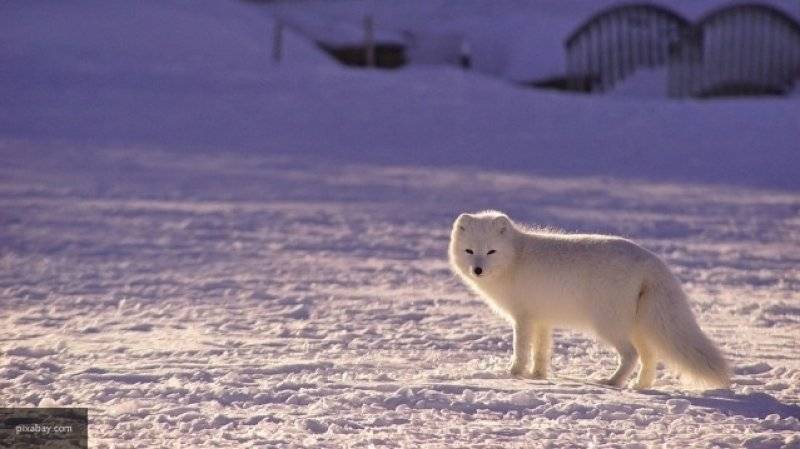 Песец добрался по льду из Норвегии в Канаду за 76 дней