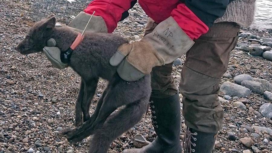 Полярная лисица добралась из Норвегии до Канады за 76 дней