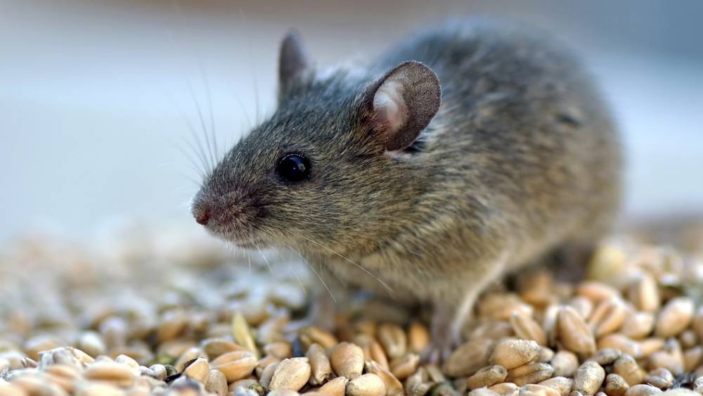 ВИЧ изгнали из "очеловеченных" мышей? Ученые заявили об "невероятном" результате