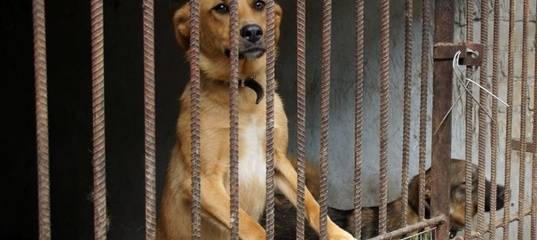 В Тобольске загорелся приют для собак. Волонтеры считают, что это поджог