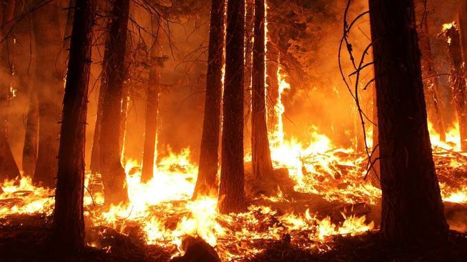 В Югре бушуют лесные пожары на площади 100 га