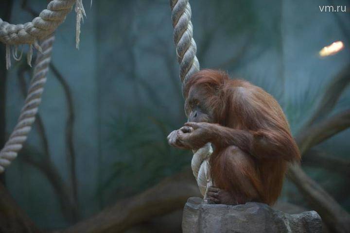 Павильон с обезьянами Московского зоопарка закроют на ремонт