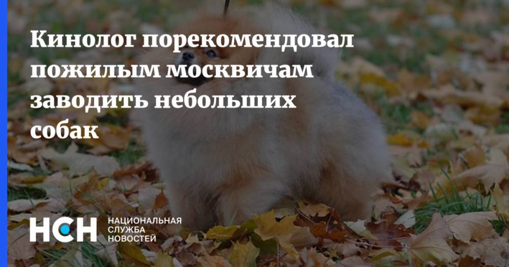Кинолог порекомендовал пожилым москвичам заводить небольших собак