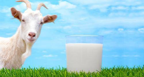 Козье молоко обновляет и очищает кишечник – ученые