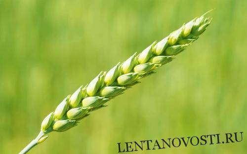 В Беларуси пробуют получить идеальное зерно