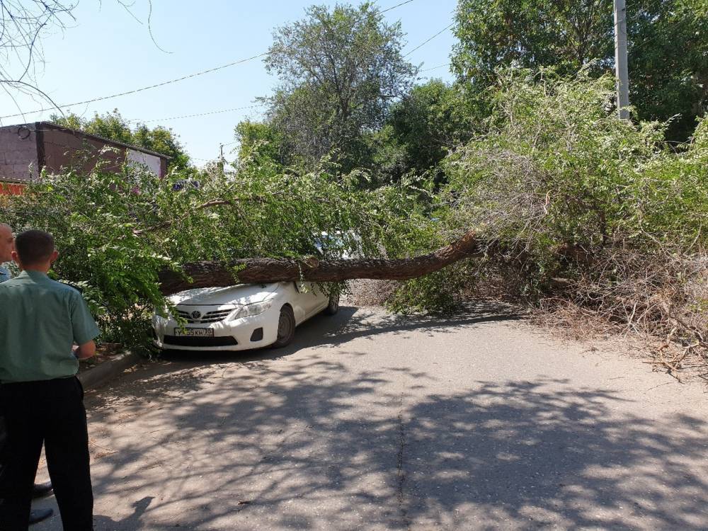 В Астрахани очередное дерево рухнуло на иномарку