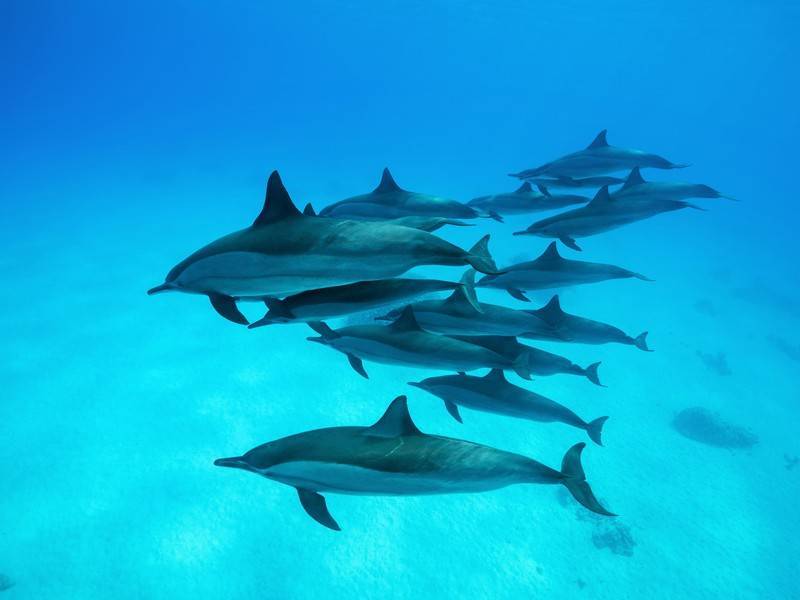 В Чёрном море участились случаи гибели дельфинов