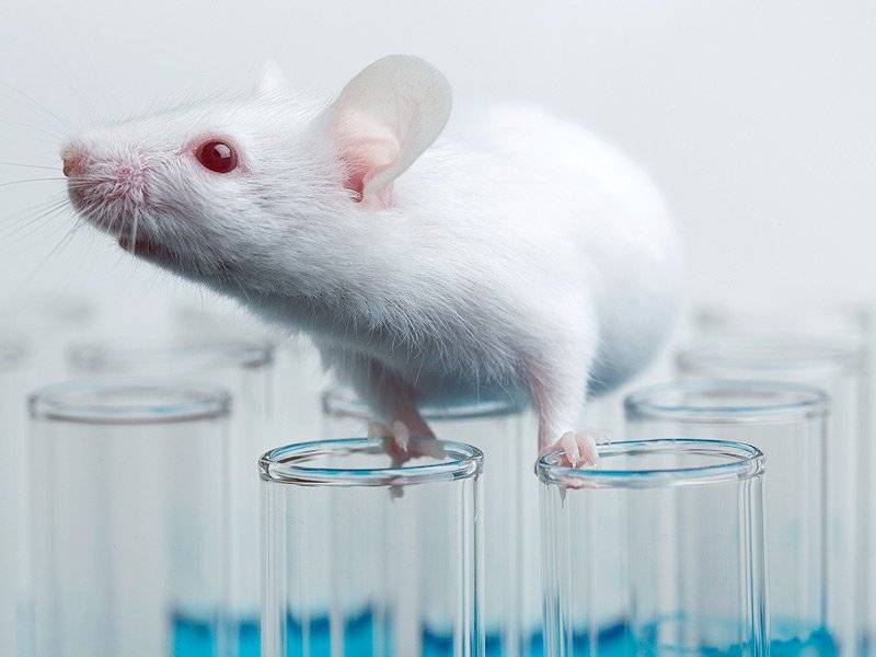 Вирусологам впервые удалось удалить ВИЧ из ДНК мышей