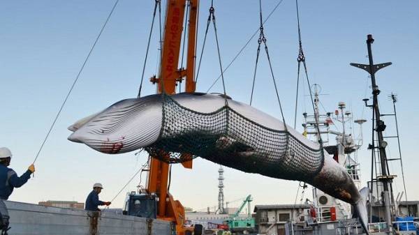 Япония возобновляет охоту на китов после более чем 30-летнего перерыва