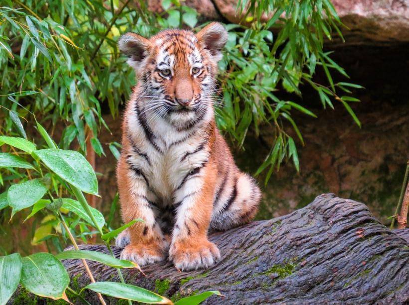 В зоопарке Оренбургской области тигрица отбила детеныша у грабителя