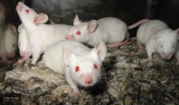 Эксперты впервые удалили все следы ВИЧ из ДНК мышей