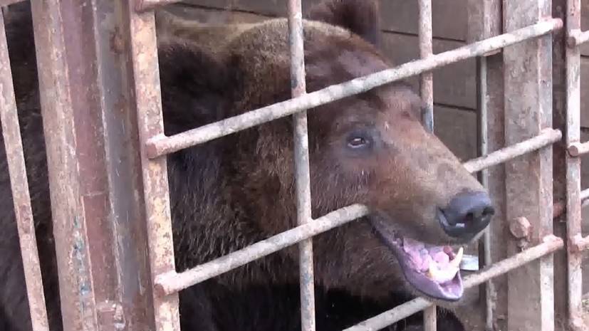 Узник придорожной клетки: в Прикамье спасают брошенного медведя — РТ на русском