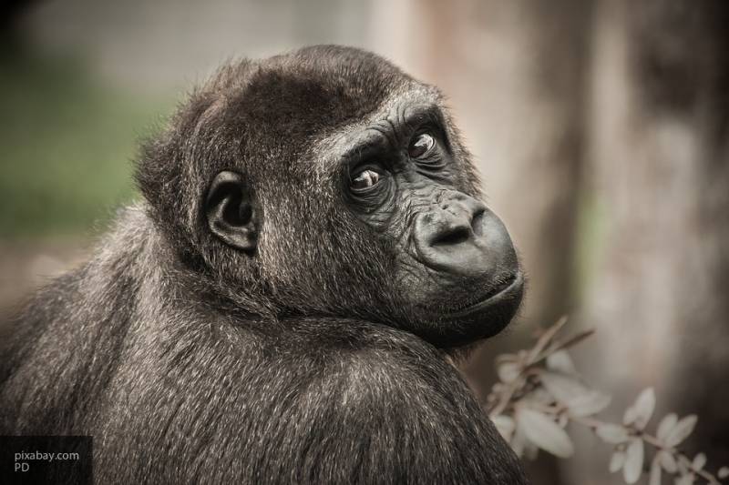 Рацион приматов может содержать ответы на вопросы к эволюции человека