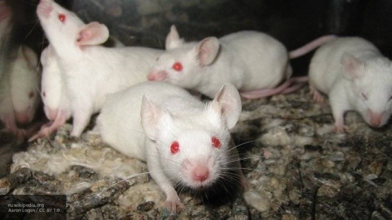Ученые впервые "стерли" ВИЧ из ДНК мышей