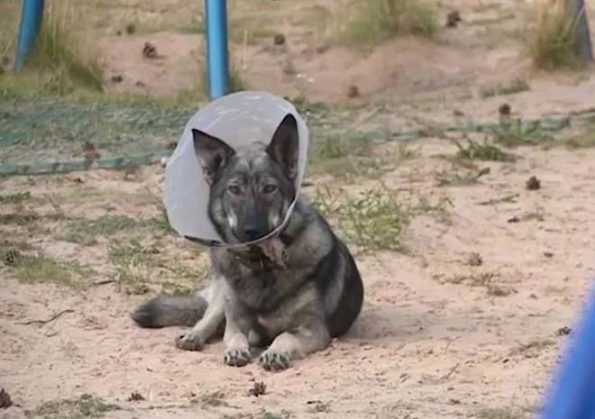 Полиция проводит проверку по факту ранения собаки в Солотче