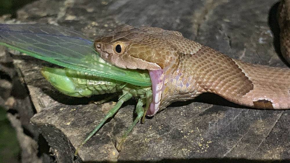 Фотограф из США запечатлел нападение ядовитой змеи на певчую цикаду