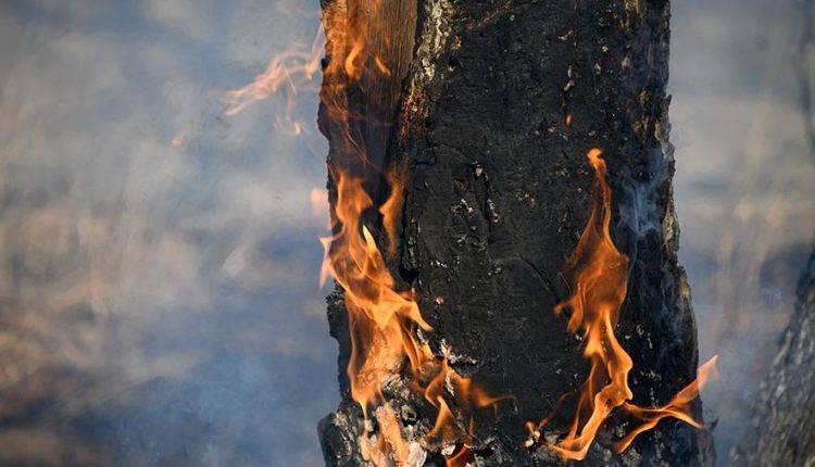Эксперт оправдал слова красноярского губернатора о вреде тушения лесных пожаров