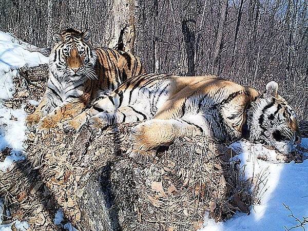 Ко Дню тигров в России сообщили о росте их популяции