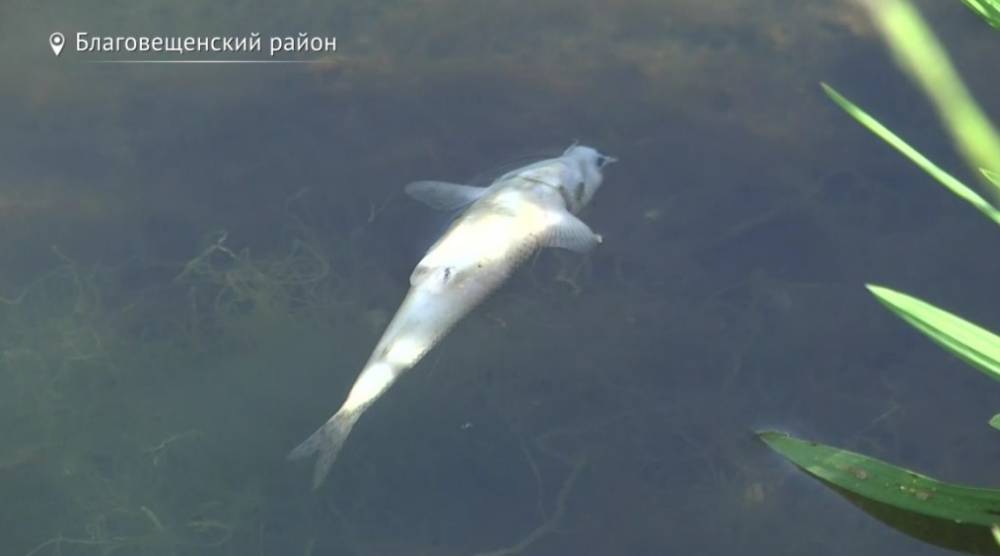 В Башкирии экологи ищут причину массовой гибели рыбы