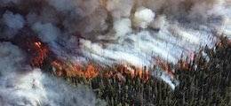 «Это катастрофа»: Площадь лесных пожаров в Сибири сравнялась с территорией Бельгии
