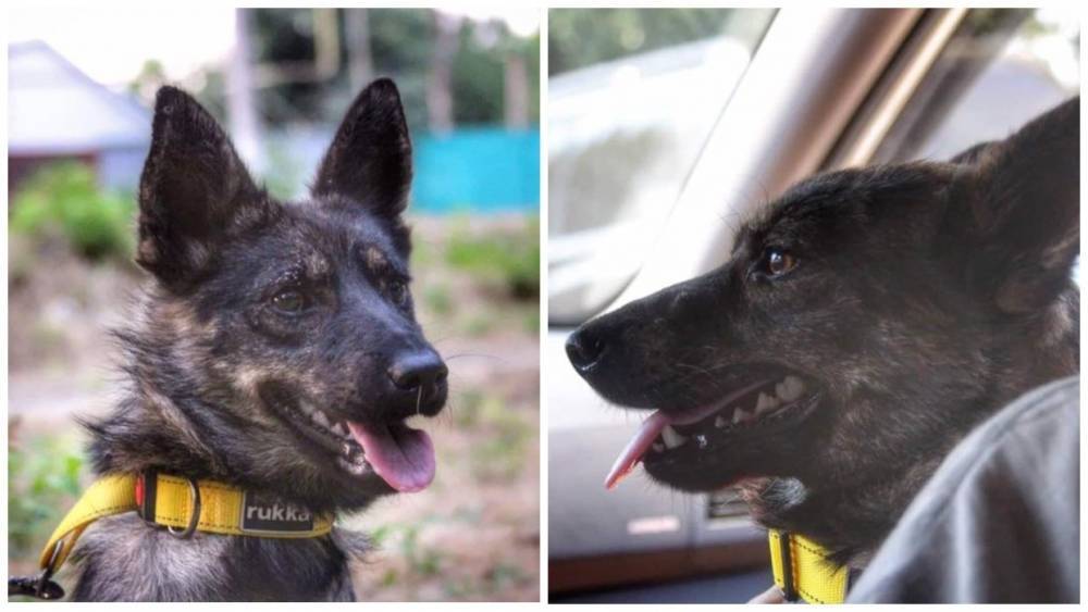 На Украину вернули пса, находившегося на борту «Яны Капу» во время провокации ВМСУ