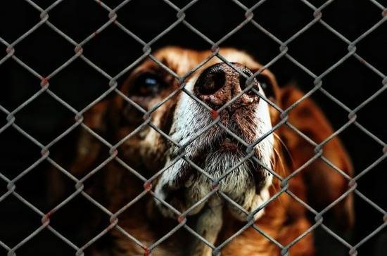 В Госдуму внесли проект об обязательной передаче безнадзорных животных в приют с 2022 года