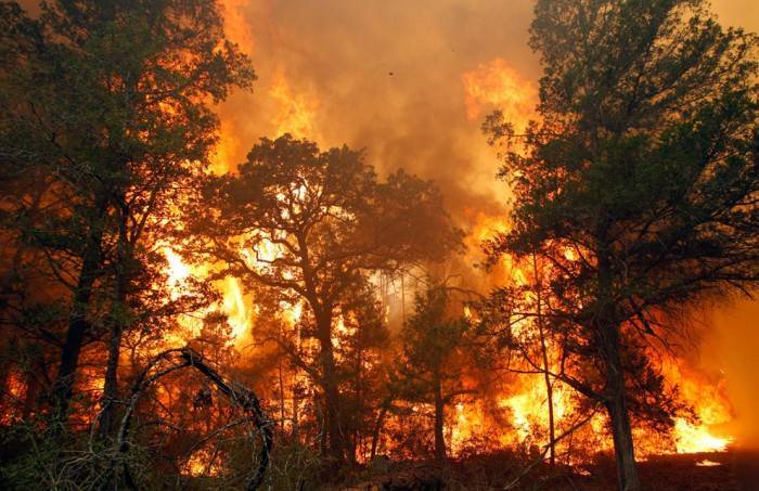 В России назвали бессмысленной борьбу с лесными пожарами