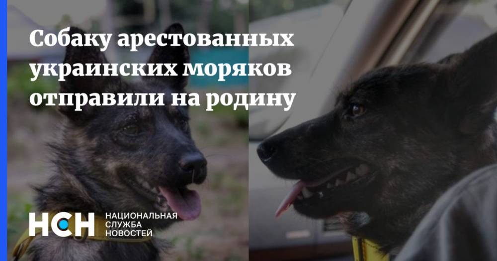 Собаку арестованных украинских моряков отправили на родину