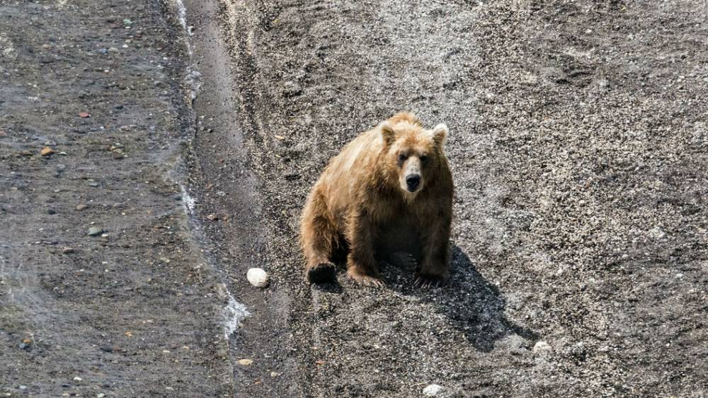 Сам испугался: Медведь ворвался на рыбоперерабатывающий завод на Сахалине - видео