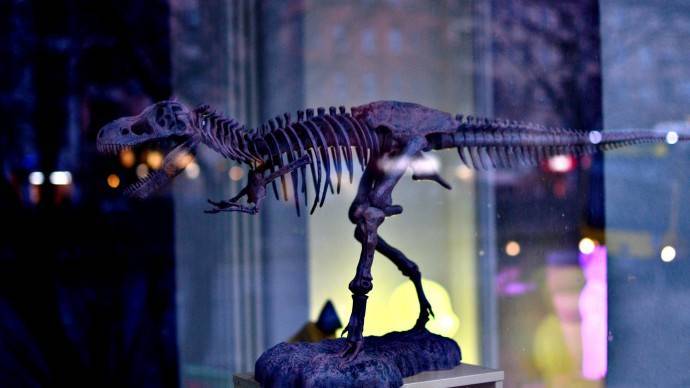 В Китае ребенок нашел 11 яиц динозавра возрастом 66 миллионов лет