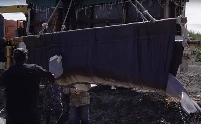 Опубликовано видео освобождения белух из «китовой тюрьмы»