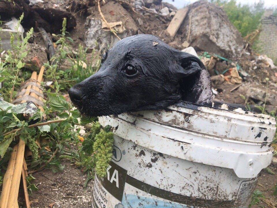 Ульяновские спасатели вытащили щенков и их маму из мазута