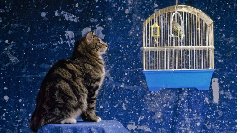 "Три кота" идут за "Машей и Медведем": Поддерживаемый государством мультфильм преодолел рубеж в 1,5 млрд просмотров на YouTube