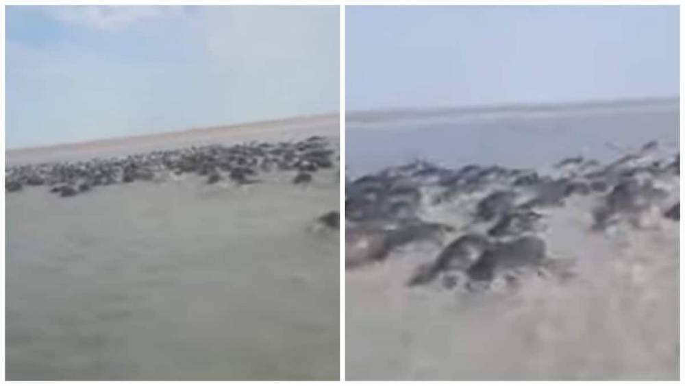 Напуганную стаю тюленей в Каспийском море сняли на видео