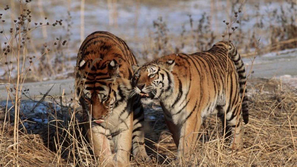 "Путинский тигр навел страх на Китай": Как западные СМИ демонизировали российских хищников