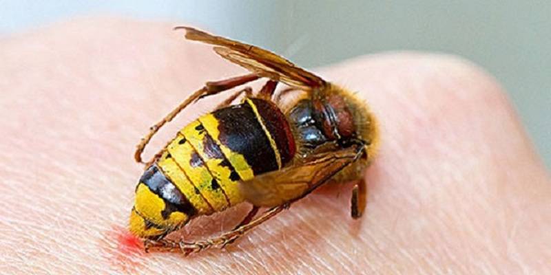 В Башкирии сотрудник полиции умер от укуса пчел