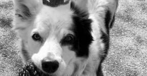 Умерла самая умная собака в мире