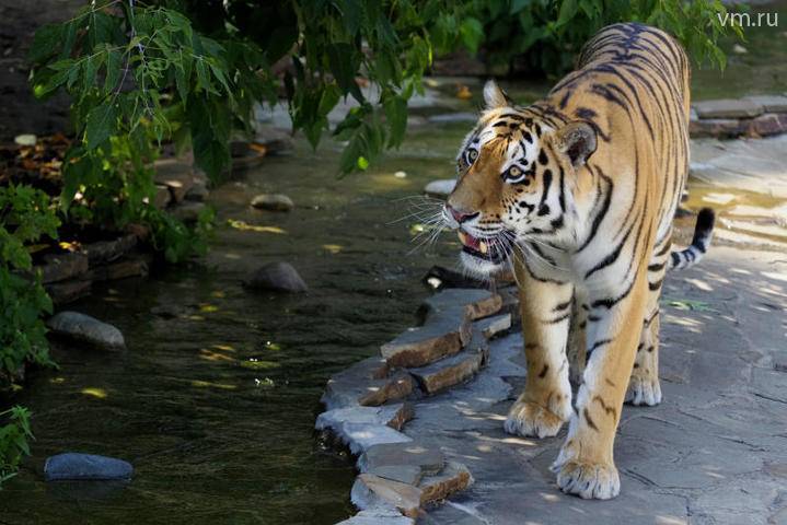 Международный день тигра отпраздновали в Московском зоопарке