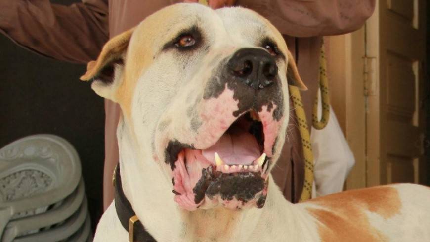 Правительство утвердило список опасных пород собак