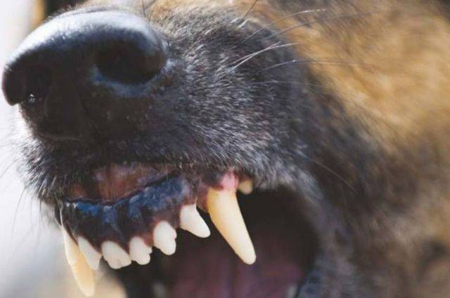 Кабмин утвердил список потенциально опасных пород собак