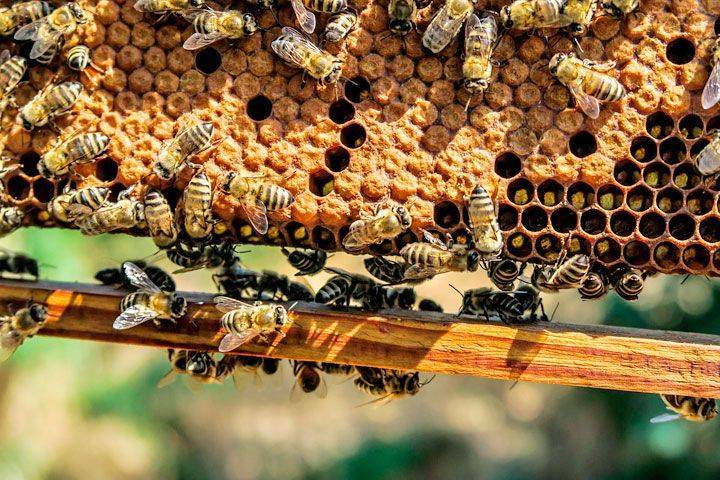 Как изменятся цены на мёд в Воронеже из-за массовой гибели пчёл - Новости Воронежа