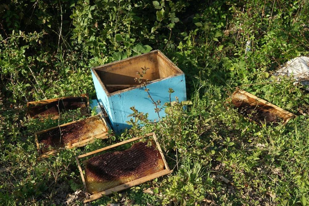 Пчелиный апокалипсис. Кто ответит за разорение пчеловодства в РФ - Русская планета