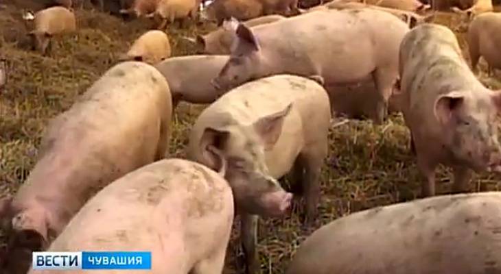 Африканская чума свиней вплотную подобралась к Чувашии